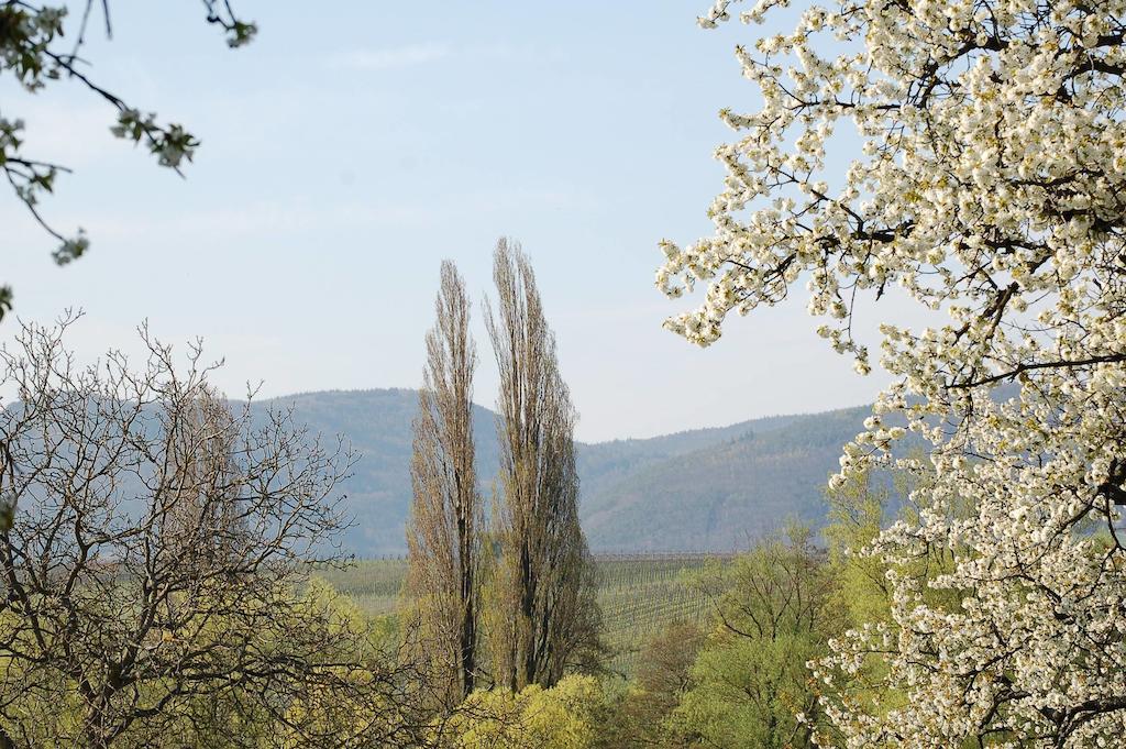 Gaestehaus Kleine Kalmit Landau in der Pfalz Esterno foto
